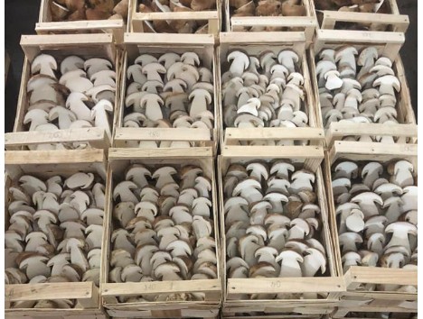 Frozen fresh fruit vegetable IQF processing & quality solution