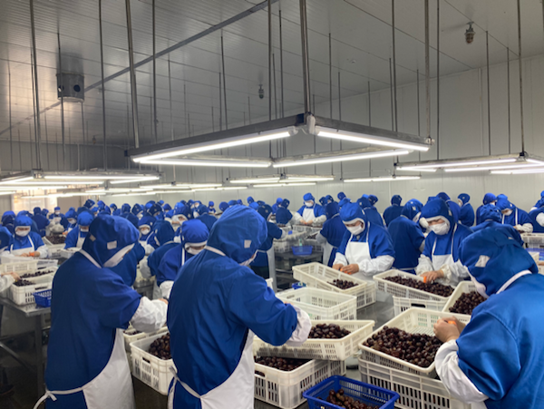 Frozen fresh fruit vegetable IQF processing & quality solution