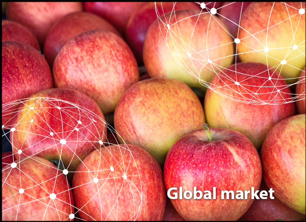 Apple packing solution for apple packers & processors
