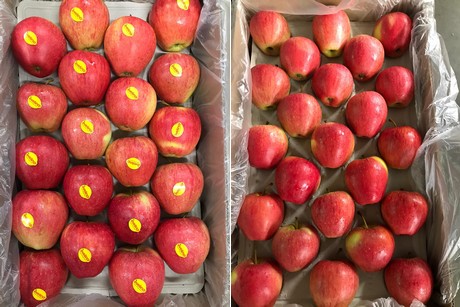 Apple packing solution for apple packers & processors