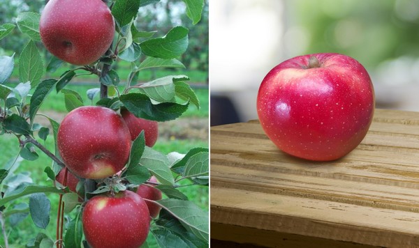 Apple packing solution for apple packers & processors