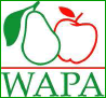 Apple packing solution for apple packers & processors