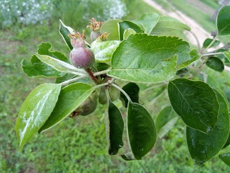 Apple packing solution for apple packers & processors