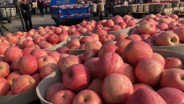 Apple packing solution for apple packers & processors