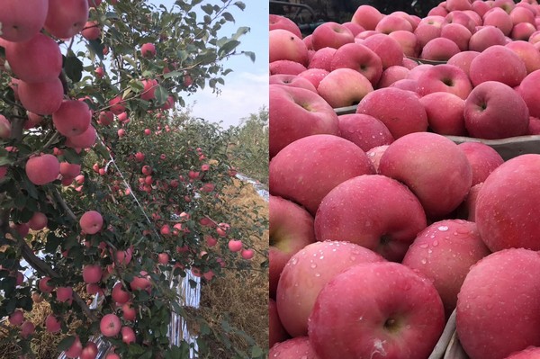 Apple packing solution for apple packers & processors