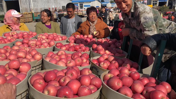 Apple packing solution for apple packers & processors