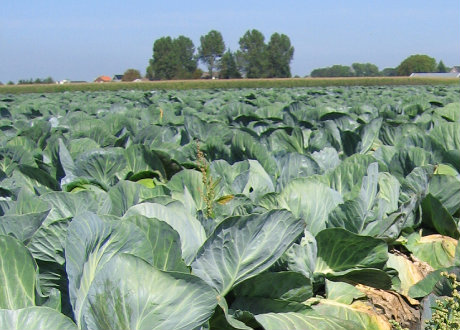 Coleslaw production, packing, sales distribution food service software
