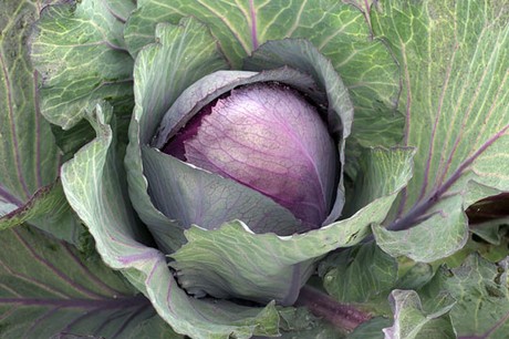 Coleslaw production, packing, sales distribution food service software