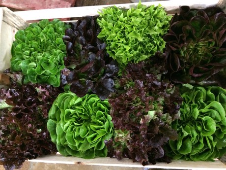 Salad & loose leaf packing of mixed salad & lettuce