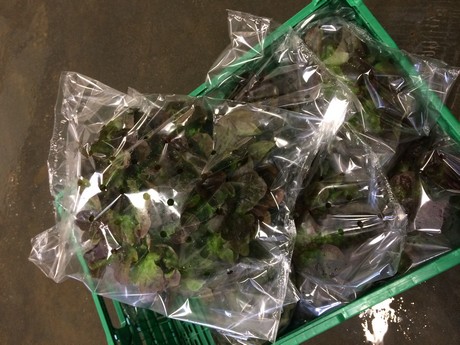 Salad & loose leaf packing of mixed salad & lettuce