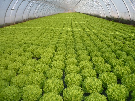 Salad & loose leaf packing of mixed salad & lettuce