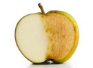 Fresh cut packing, storage, fresh cut sales & traceability