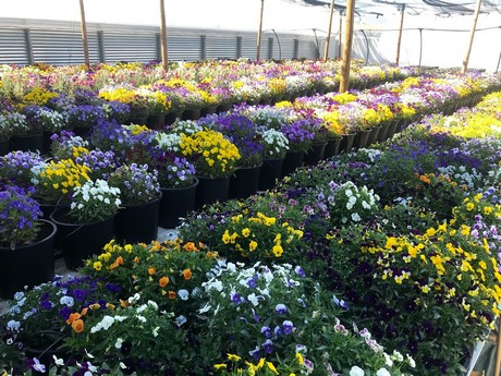 Flower packing software for traceability, reduced flower waste, and maximum flower processing efficiency.