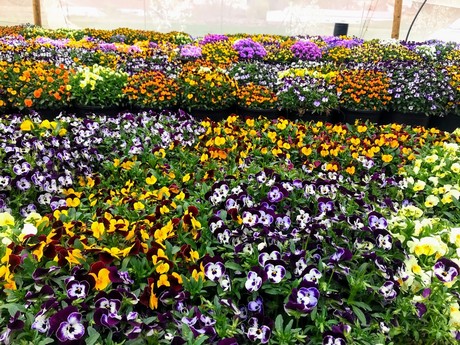 Flower packing software for traceability, reduced flower waste, and maximum flower processing efficiency.