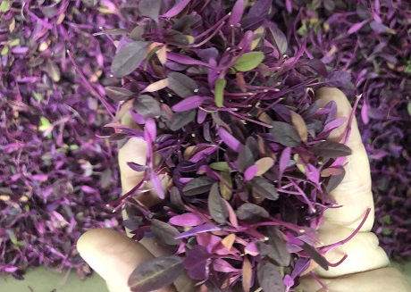 Flower packing software for traceability, reduced flower waste, and maximum flower processing efficiency.
