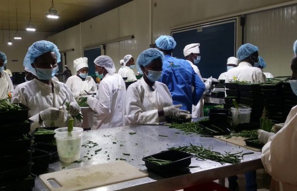 Flower packing software for traceability, reduced flower waste, and maximum flower processing efficiency.