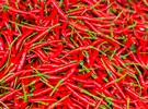 Chili processing packing chili powder manufacturing quality control inventory