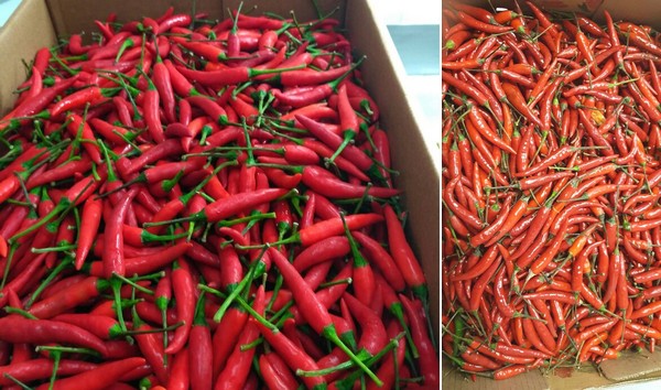 Chili processing packing chili powder manufacturing quality control inventory