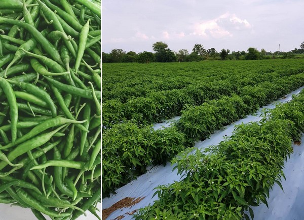 Chili processing packing chili powder manufacturing quality control inventory