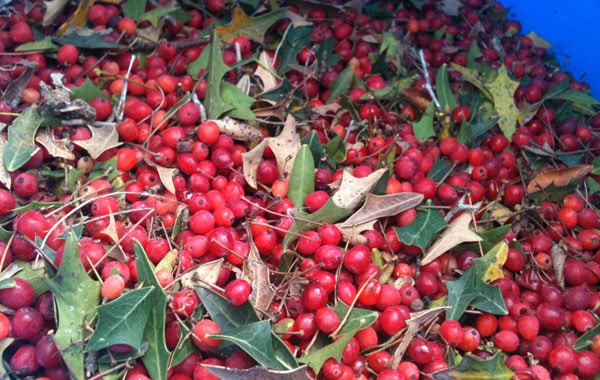 Berry packing & processing inventory QC traceability by farmsoft reduces waste and increases productivity