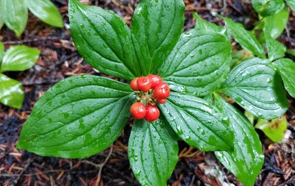 Bunchberry