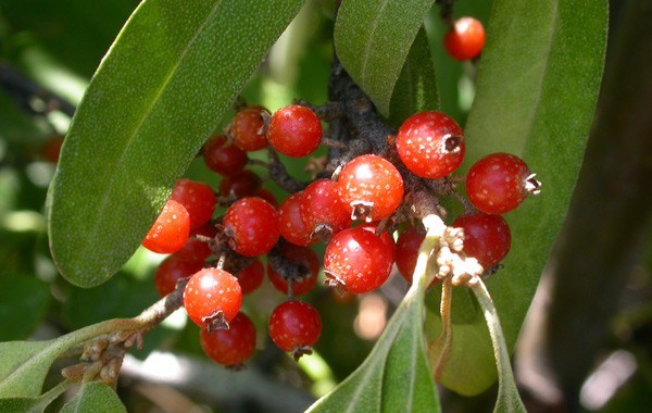 Buffalo Berry