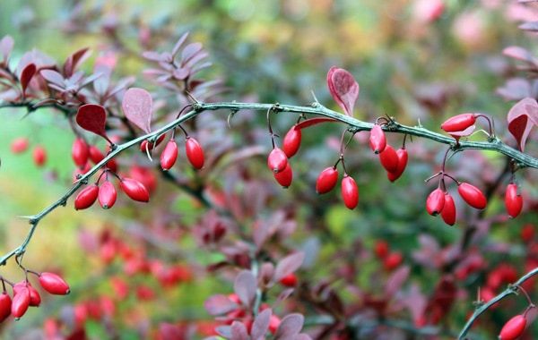 Barberry