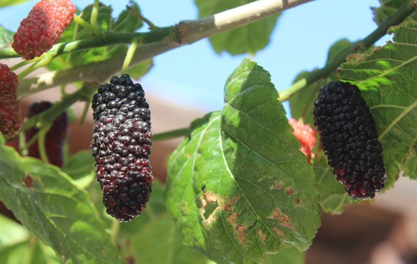 Black Mulberry