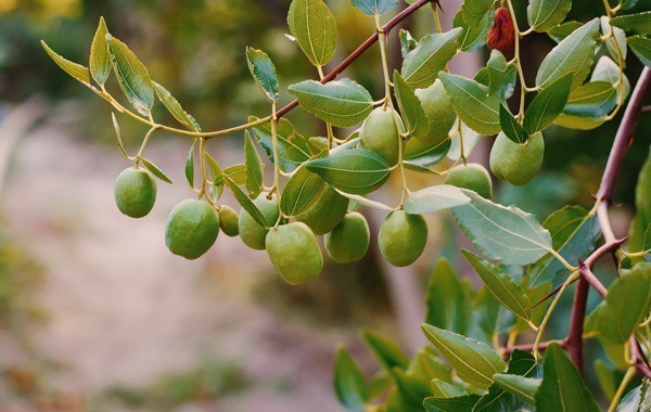 Caperberry