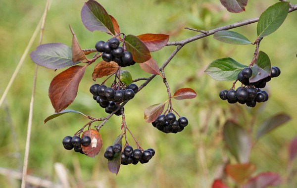 Chokeberry (Aronia)