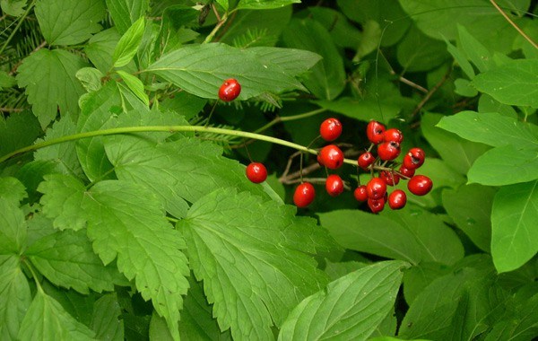 Baneberry