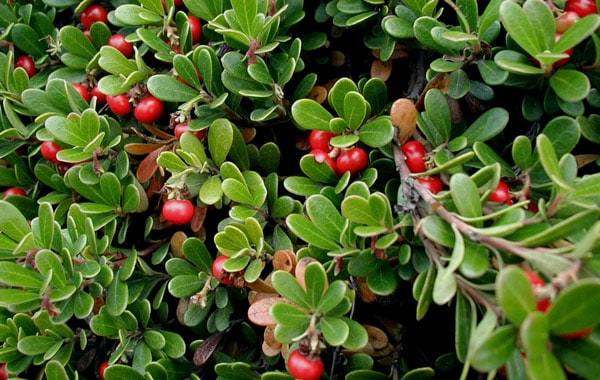 Bearberry