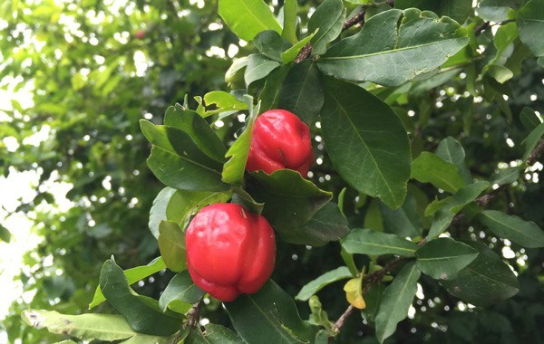 Barbados Cherry