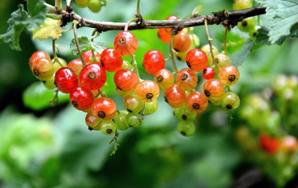 Currant