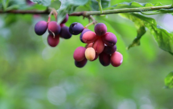 Indian Plum