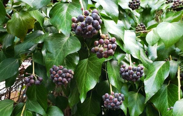 Ivy Berry