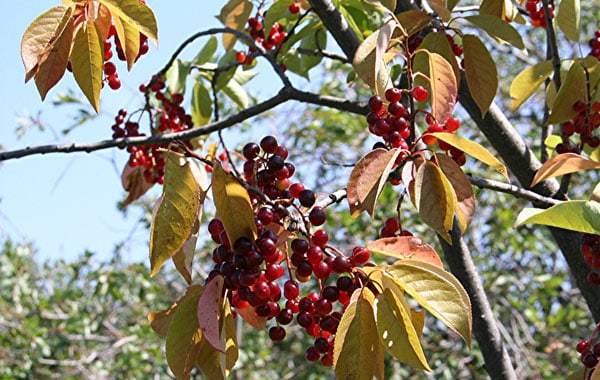 Chokecherry