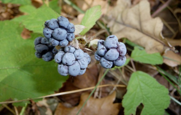 Dewberry