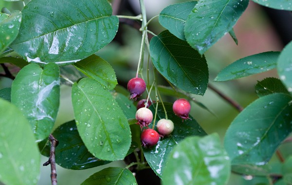 JuneBerry