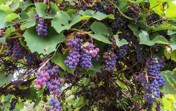 Grape