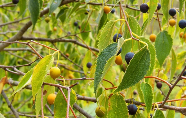 Hackberry