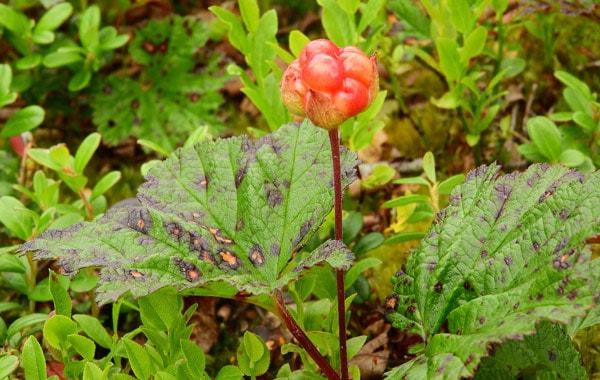 Cloudberry