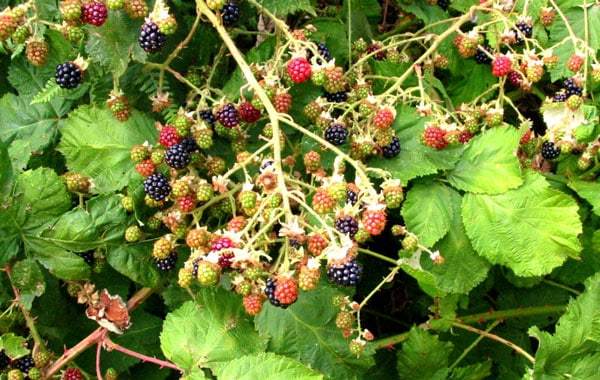 Himalayan Blackberry