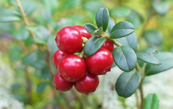 Cowberry