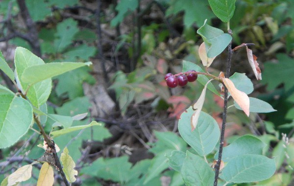 Farkleberry