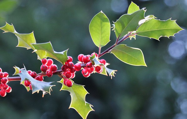 Holly Berry