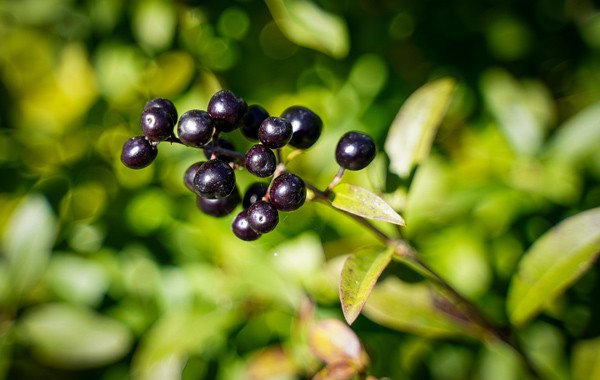 Privet Berry