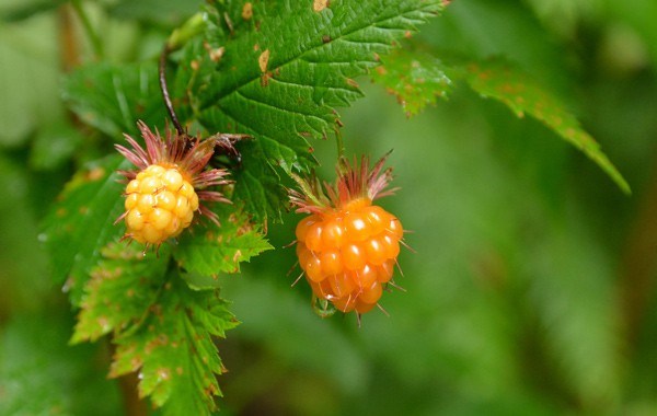 Salmonberry