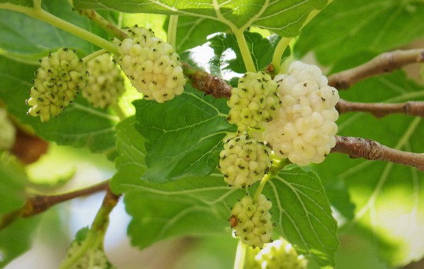 White Mulberry