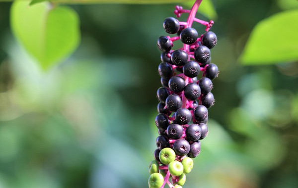 Pokeberry